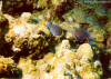 2 Blue Tangs  (Click to enlarge)
