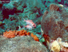 Blackbar Soldierfish  (Click to enlarge)