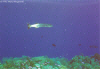 Great Barracuda  (Click to enlarge)