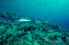 Great Barracuda stalking fish  (Click to enlarge)