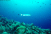 Great Barracuda stalking me  (Click to enlarge)