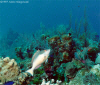 Spanish Hogfish  (Click to enlarge)