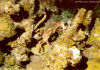 Spiny Spider Crab  (Click to enlarge)