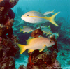 Yelltail Snapper and White Grunt  (Click to enlarge)